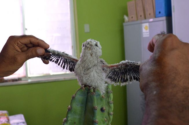 Pássaro raro é encontrado no Parque da Cidade em Feira de Santana