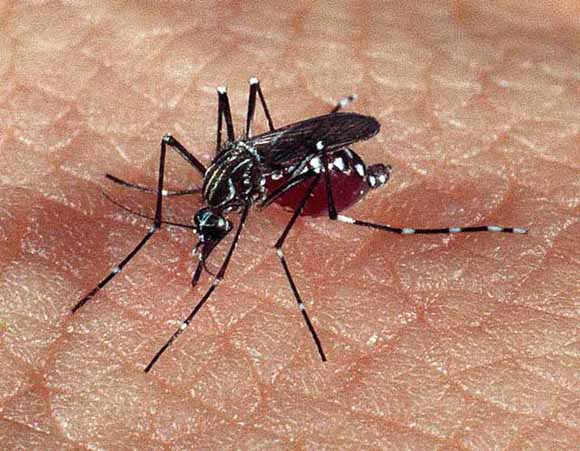 Divulgação| O número de mortes provocadas pela dengue no país aumentou 89,7% neste ano (no período entre janeiro e 16 de outubro) em relação a todo o ano passado, segundo o Ministério da Saúde