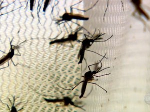 Bahia já tem mais de 94 mil casos de dengue, zika e chikungunya; balanço