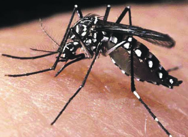 Acordo prevê 'fábrica de mosquito' para combate à dengue em Brumadinho