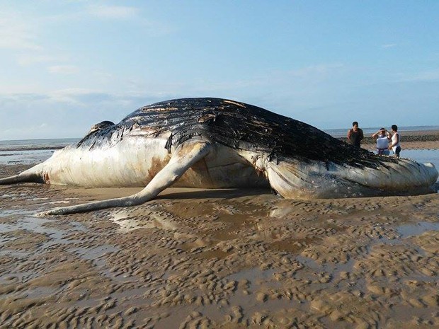 Baleia jubarte é encontrada morta em praia no extremo sul da Bahia
