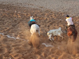 Lei que regulamenta vaquejadas e cavalgadas é sancionada na Bahia