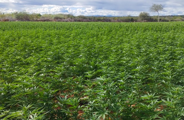 Polícia Federal realiza erradicação de plantios de maconha no norte da Bahia
