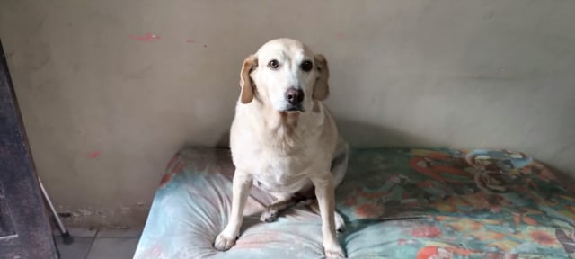 Nina - cão guia