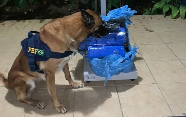 cadela k9